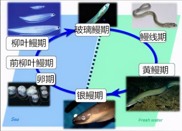 慢鱼快游百家号_快鱼吃慢鱼叫什么法则_快鱼吃慢鱼的时代