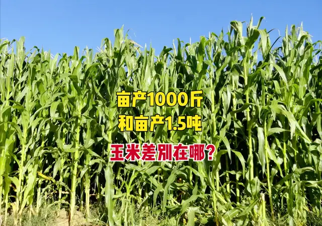 玉米新品种_新单28玉米种都少钱_玉米品种先单205