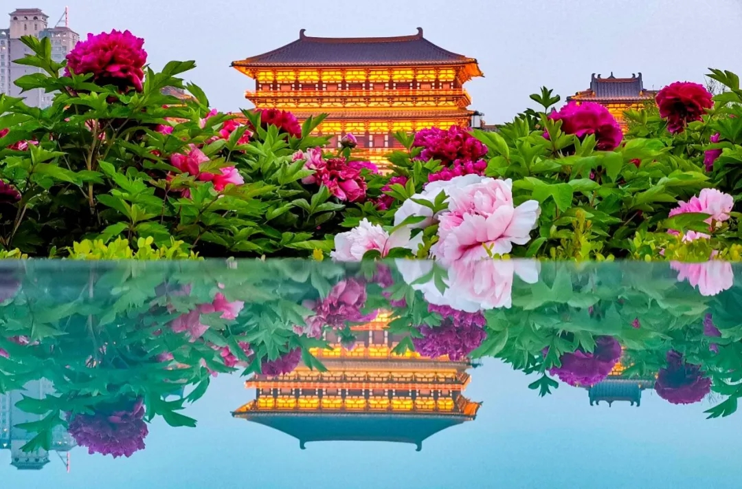 剑三花客详细刷新点-剑网三花客刷新点大揭秘：洛阳牡丹、长安菊、成都梅，你找到了吗