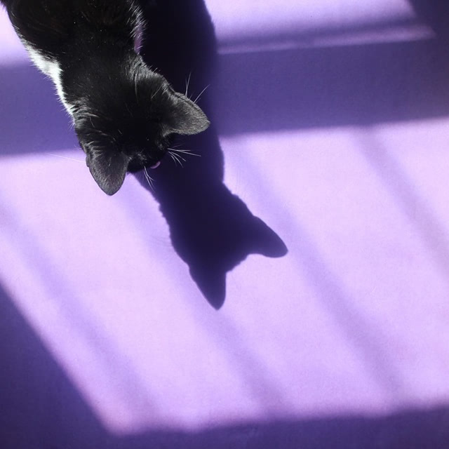 猫咪可爱小视频集锦_最可爱的小猫咪_猫咪可爱小镇