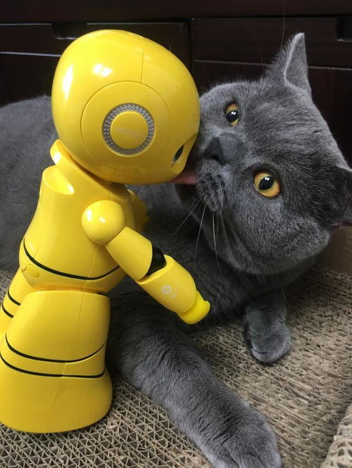 可爱猫机器人 分享卡片,可爱猫机器人——你的微信生活好帮手
