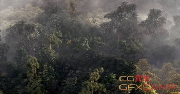 in a dense forest,探索密林深处，揭秘大自然的神秘面纱