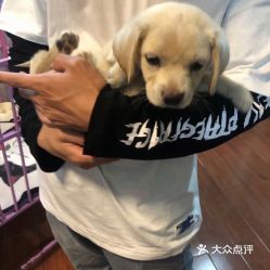 北京宠物网,北京宠物网——您的宠物生活指南